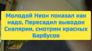 МОЛОДОЙ НЕОН ПОКАЗАЛ КАК НАДО, ПЕРЕСАДИЛ ВЫВОДОК СКАЛЯРИИ, СМОТРИМ КРАСНЫХ БАРБУСОВ