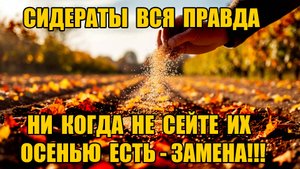 ВСЯ ПРАВДА об осенних сидератах, о которой молчат все вокруг