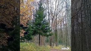 "Есть в природе затишье!"