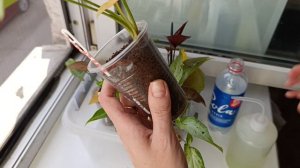 конатнкомнатные растения: пеесдка/ полив 🪴🪴🪴🪴🪴🪴🪴🪴🪴🪴🪴🪴🪴