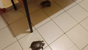 Шустрые красноухие черепахи на воле)