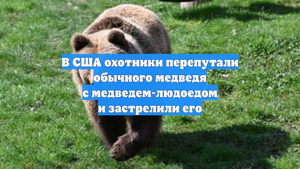 В США охотники перепутали обычного медведя с медведем-людоедом и застрелили его