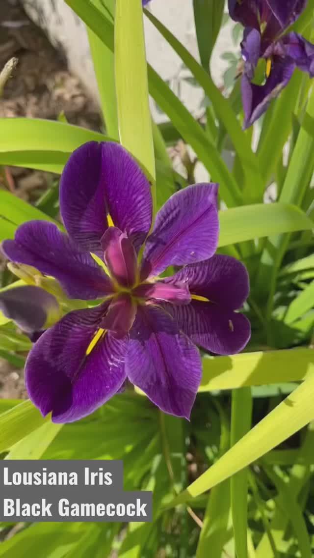 ирис луизианский (Lousiana Iris 'Black Gamecock')