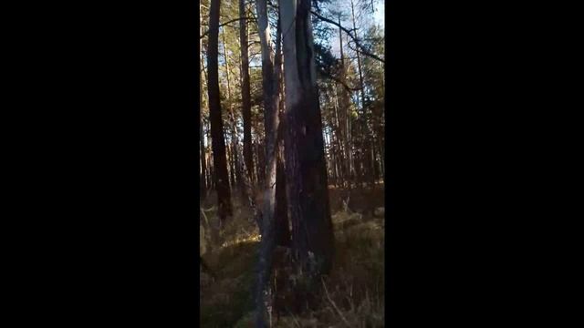 ПРОГУЛКА В ЛЕСУ