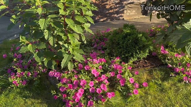 Растения красиво цветущие осенью! смотреть онлайн