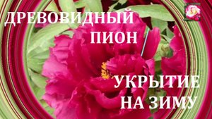 УКРЫВАЮ ПИОН ДРЕВОВИДНЫЙ