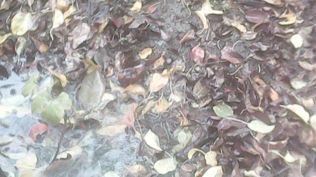 Влагозарядковый полив плодовых деревьев в октябре 2025