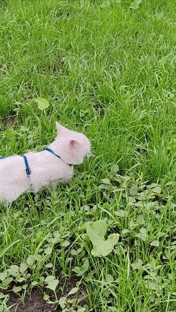 Когда кошки впервые вышли на улицу. #кошки