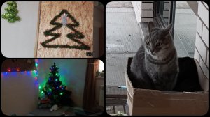 Vlog Поставили ёлку 🌲? Ищем соседнего кота. Ракетные опасности ⚠️