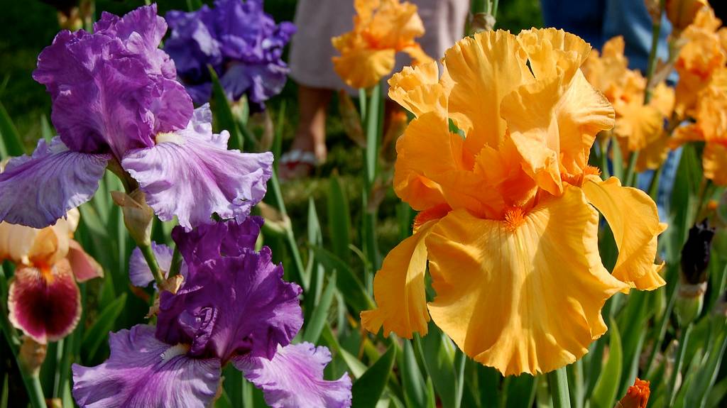 Обзор ирисов. Классификация ирисов. Композиции ирисов.