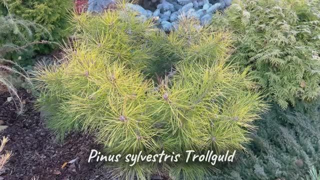 Pinus sylvestris Trollguld