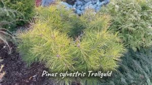 Pinus sylvestris Trollguld