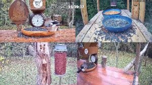 Онлайн кормушка для птиц. 28 октября 2025 года. г. Калуга