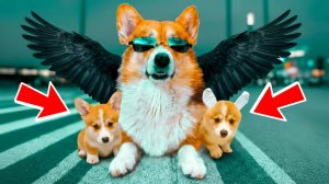 ТЕПЕРЬ НАС ТРОЕ! КОРГИ ПРАВЯТ МИРОМ! Корги Кекс Говорящая собака