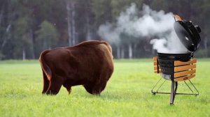 Бизон и гриль