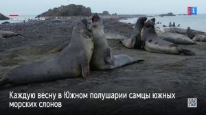 Южные морские слоны — крупнейшие тюлени в мире