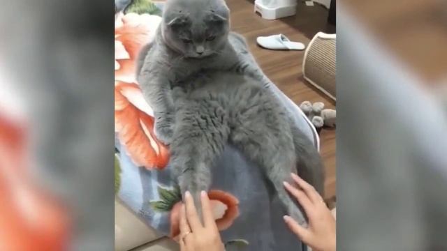 Приколы с животными. Подборка смотреть онлайн