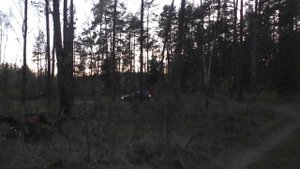 Вечер в лесу Козьи Горы.
