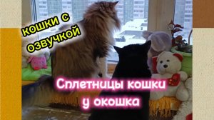 Кошки с озвучкой.