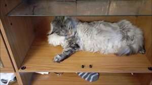 Кот. Кос