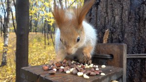 Знакомая белка. Зарисовка