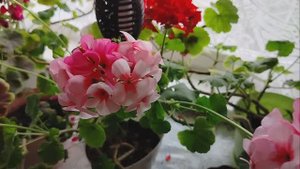 Перенесла герани. в дом. холодный день середины октября 2024 года. архивное видео. .