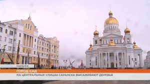 Деревья возвращаются на центральные улицы Саранска