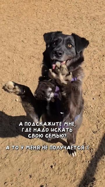 Чудесная Мальвина ищет дом!