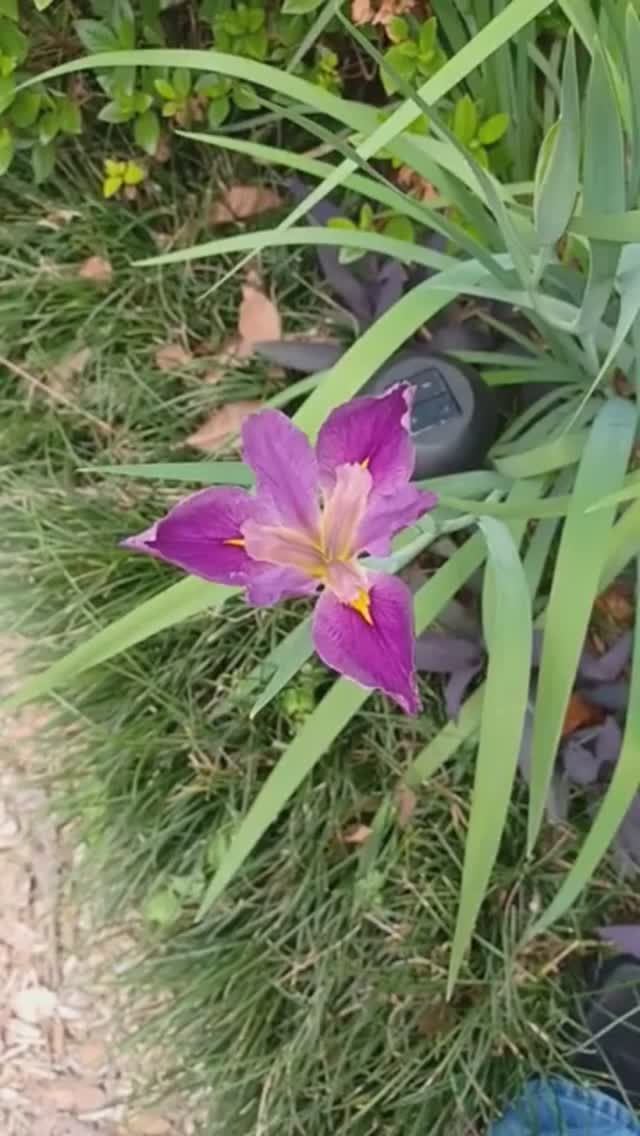 ирис луизианский (First Iris 'Hexagona Blooms' of 2024)