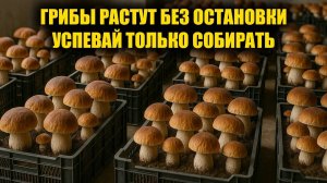 Так может каждый! 50кг Грибов в неделю! Выращивание грибов дома. Белые грибы, шампиньоны