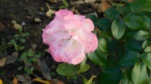 26=10=2025  ХБК -=- СБС  пвн   (239)