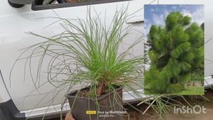 Обзор растений в питомнике на 2 сентября 2025