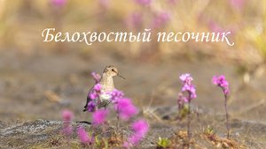 Белохвостый песочник