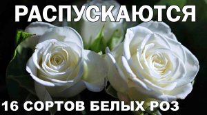 Как распускаются 16 сортов белых роз.