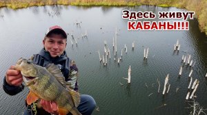 ТРОФЕЙНЫЕ ОКУНИ! ЛУЧШАЯ РЫБАЛКА на ОКУНЯ!