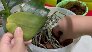 Помещаю орхидею с воздушными корнями в грунт