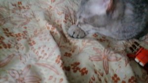 VID_20251028_134454.mp4