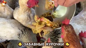 Забавные курочки несушки на сельском подворье 🤗😂😜 (3)
