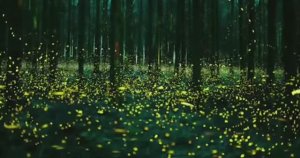 .... Что такое Световое загрязнение....