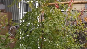 Зизифус созрел / унаби/ююба/китайский финик