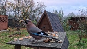 Сойка, 4К.30 fps