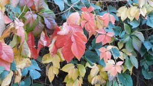 26=10=2025  ХБК -=- СБС  пвн   (202)