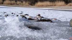 ПЕРВЫЙ ЛЁД! ЛОВЛЯ ПЛОТВЫЙ НА МОРМЫШКУ. ЖОР ОКУНЯ НА МОТЫЛЬ. ЗИМНЯЯ РЫБАЛКА.