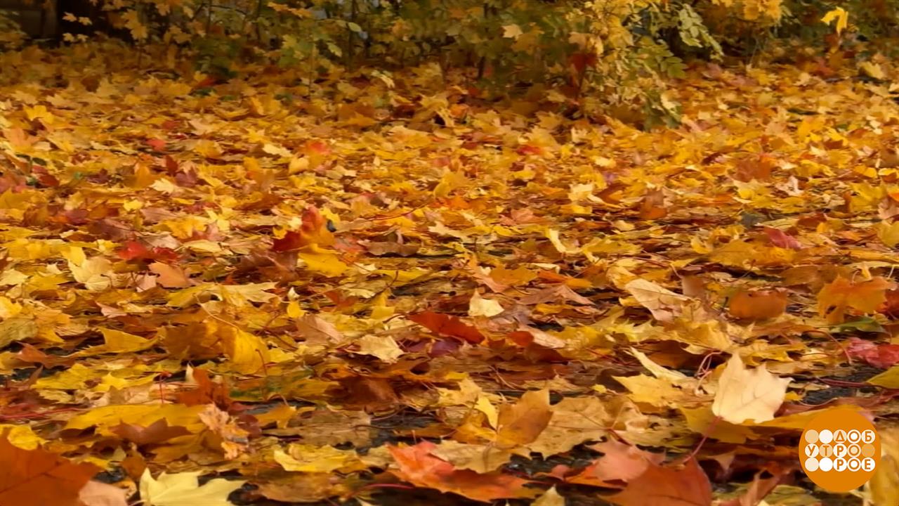 Осторожно, листопад! Доброе утро. Фрагмент выпуска от 28.10.2025