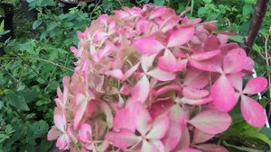 Осенняя обрезка метельчатой гортензии Пиксио.