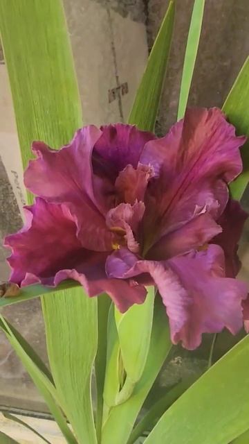 ирис луизианский (Louisiana Iris) var.1