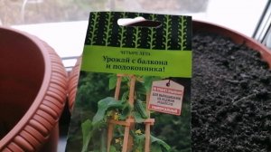 🥒Огурцы на подоконнике: сорта, грунт, горшки, подсветка. В описании таймкоды - содержание видео.