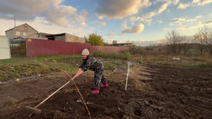 НАША ДЕРЕВЕНСКАЯ ЖИЗНЬ. ПОЛУЧИЛИ ПАЁК. ПЕРЕСАЖИВАЮ КАКТУСЫ. САЖАЮ ЛУК. МИНУС ОДНА КУРИЦА.