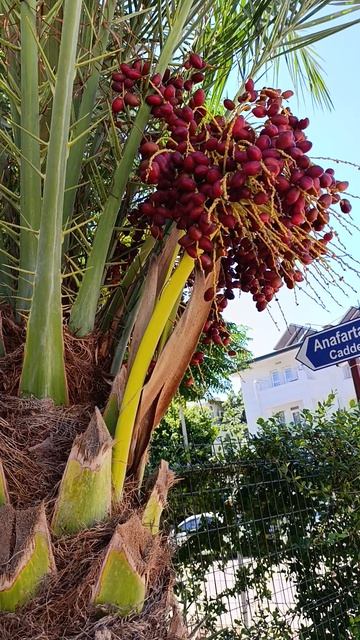 Финики Кемер Турция