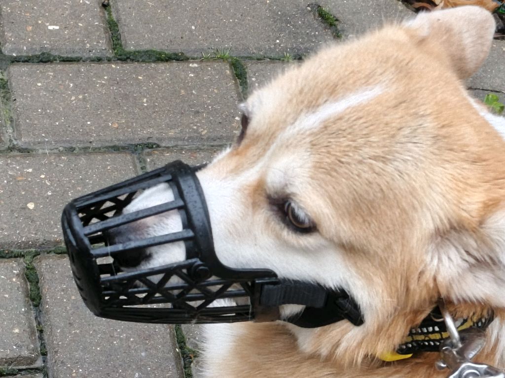 Кисена трансляция + песня + праздник в честь 100 подписчиков